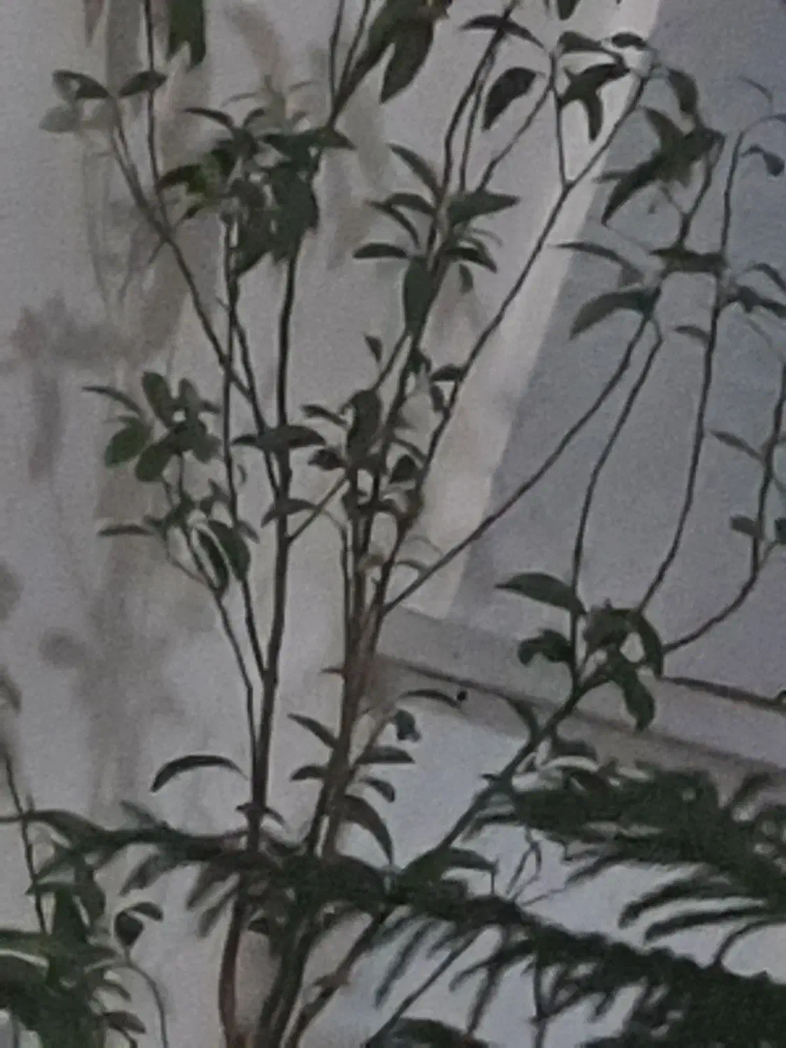 باغبانی|خدمات باغبانی و درختکاری|گلپایگان, |دیوار