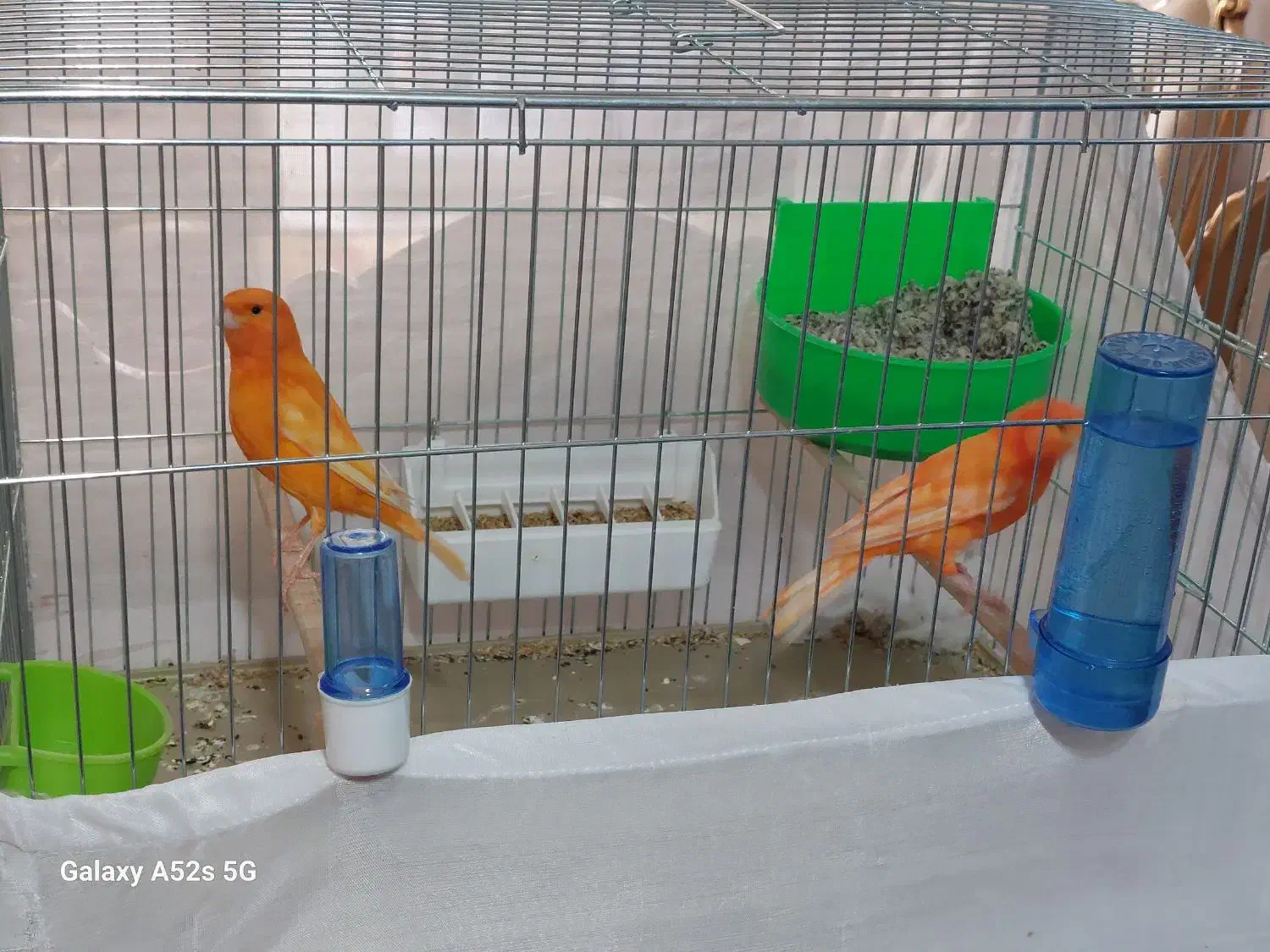 قناری سرخ|پرنده|تبریز, |دیوار