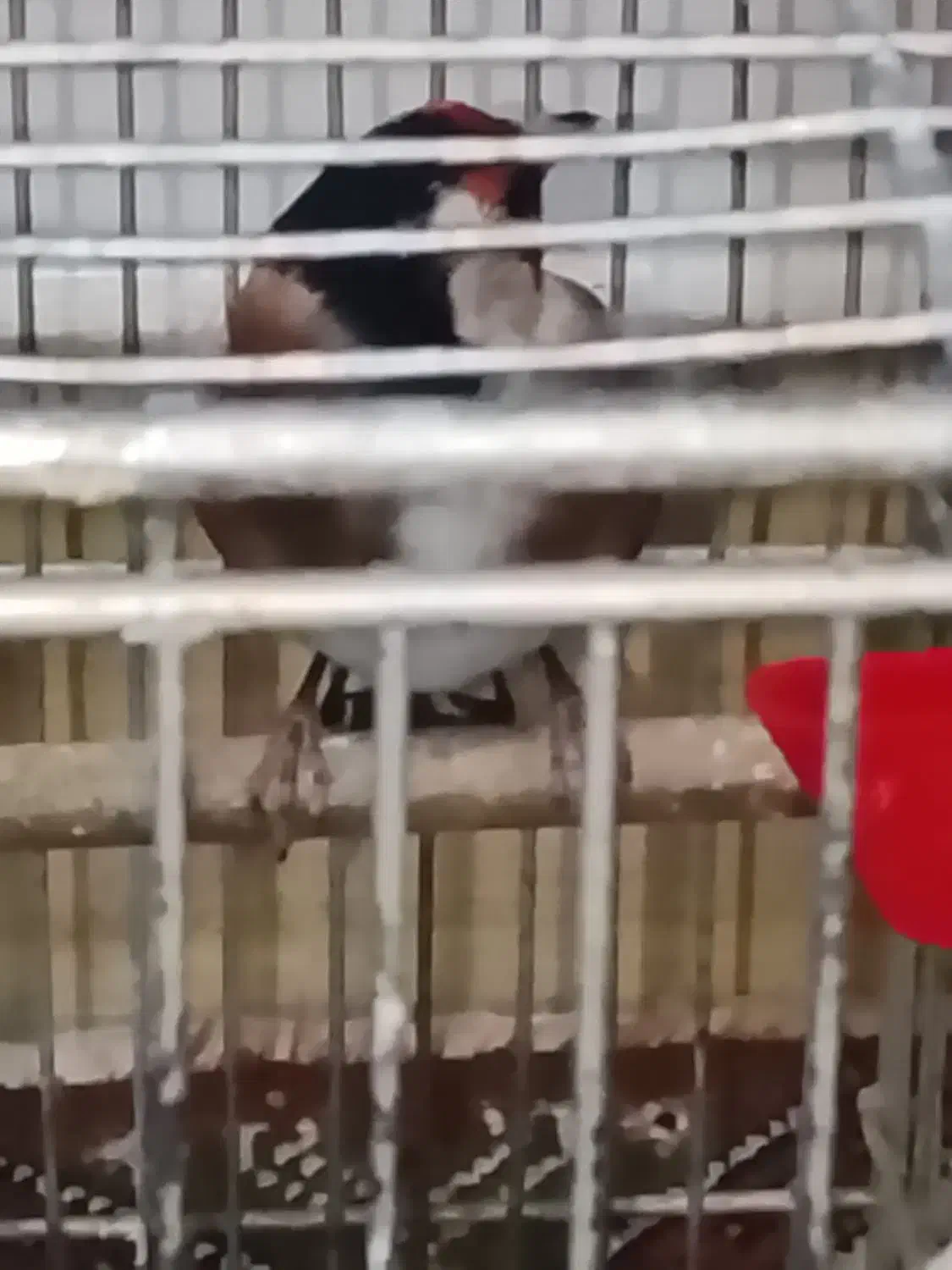 جوجه سهره رام جوجه قفس امسال رسمی|پرنده|ری, سیزده آبان|دیوار