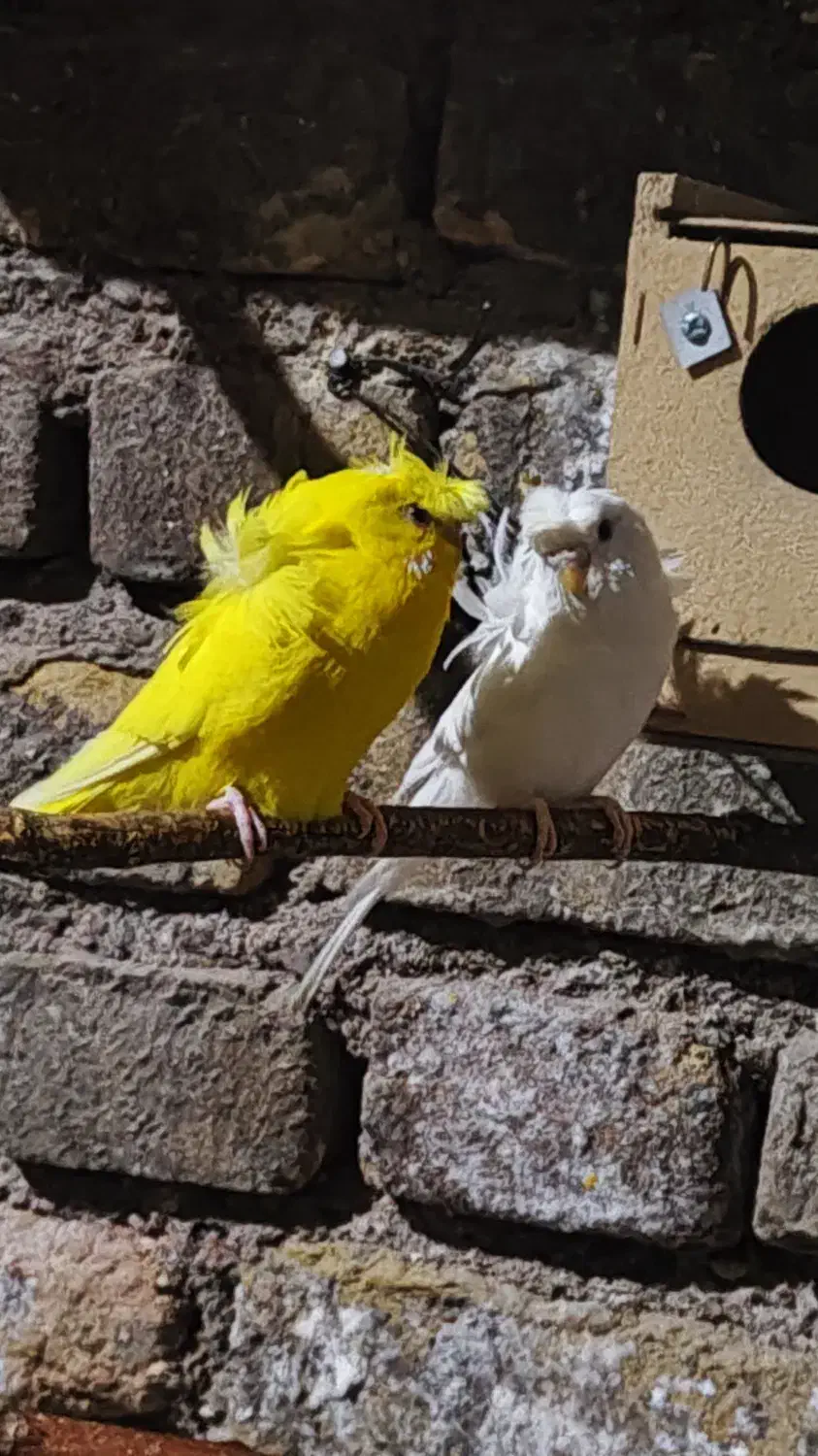 مرغ عشق پروانه ای|پرنده|فردوس (خراسان), |دیوار