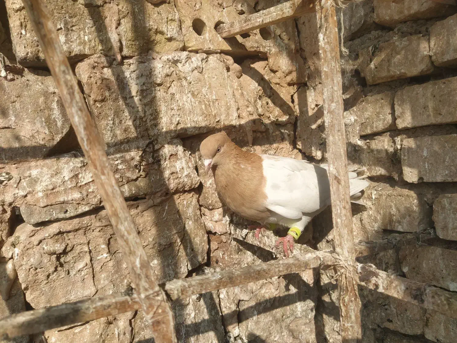 کفتر|پرنده|سبزوار, جنت|دیوار