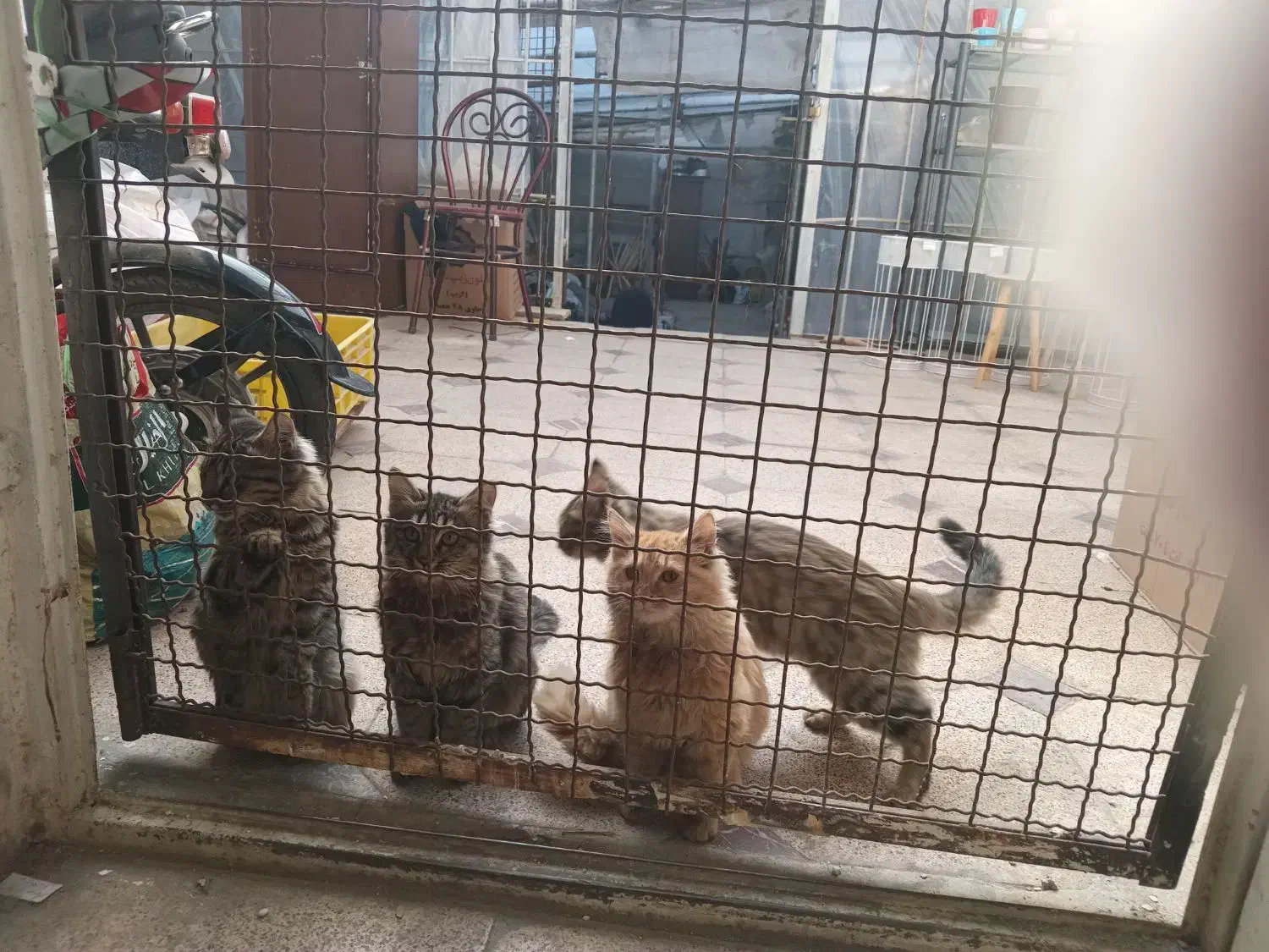 ۳بچه گربه جهت واگذاری ومعاوضه|گربه|همدان, |دیوار