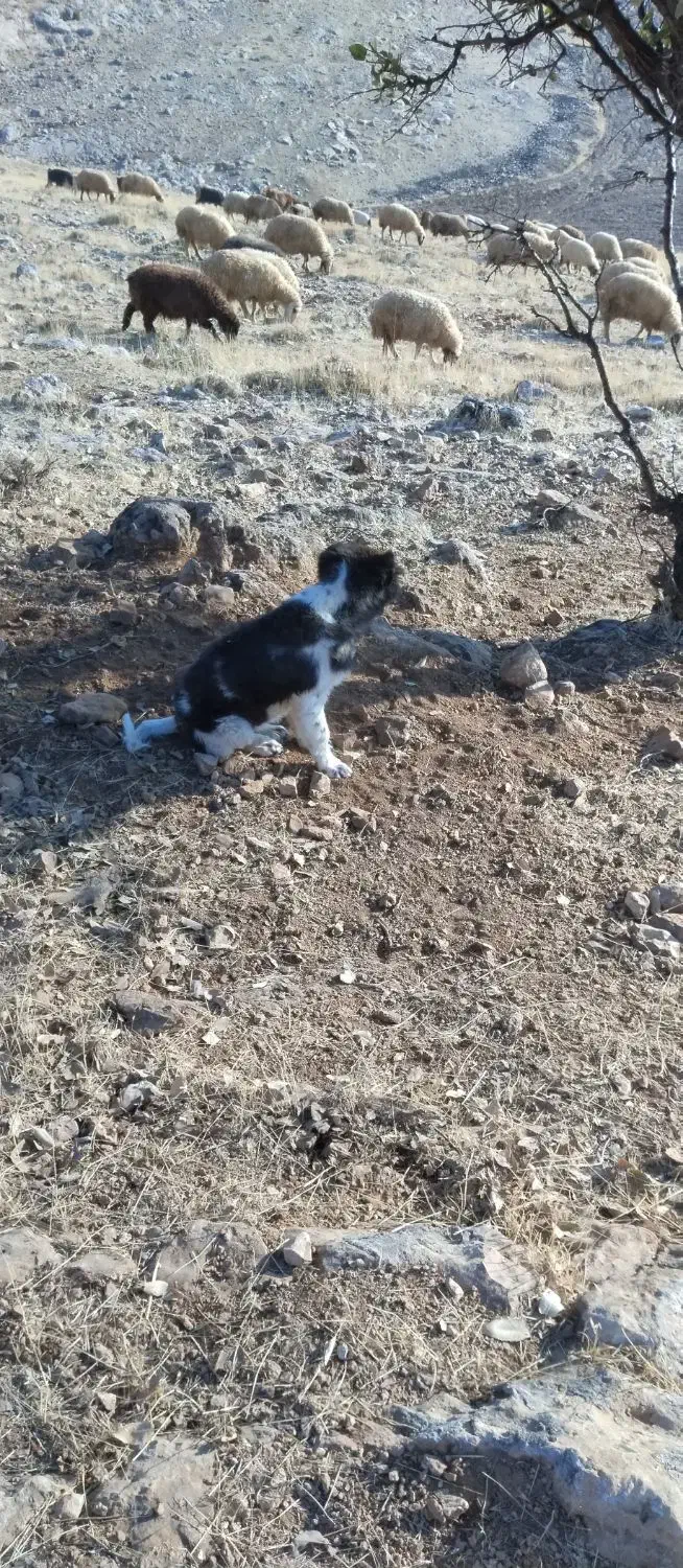 سگ گله ای|سگ|اسلامآباد غرب, |دیوار