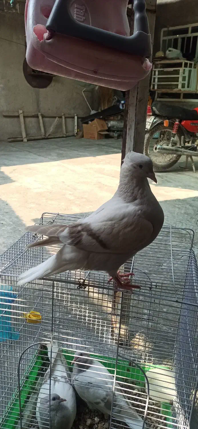 جوجه کبوتر دم سفید|پرنده|برازجان, |دیوار