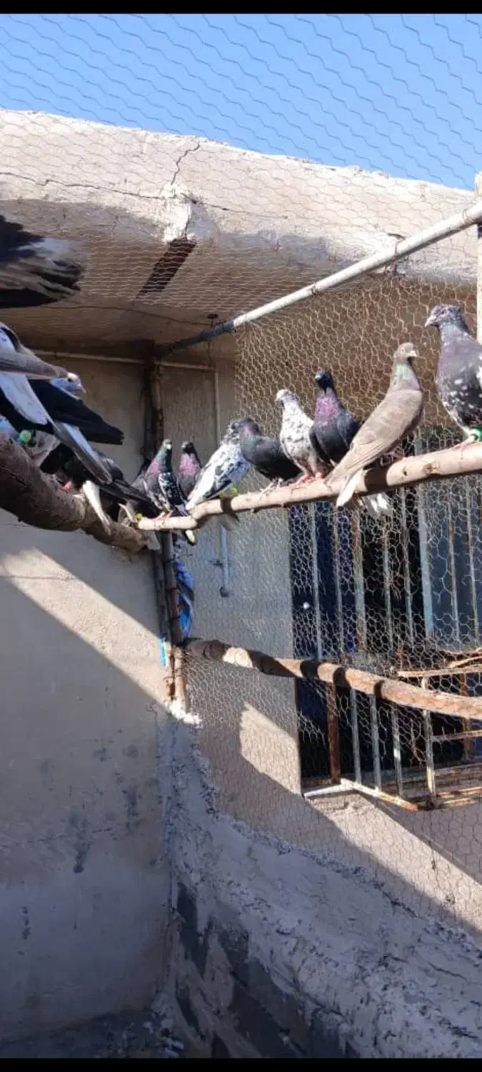 کبوتر دمسفید|حیوانات|رامهرمز, |دیوار