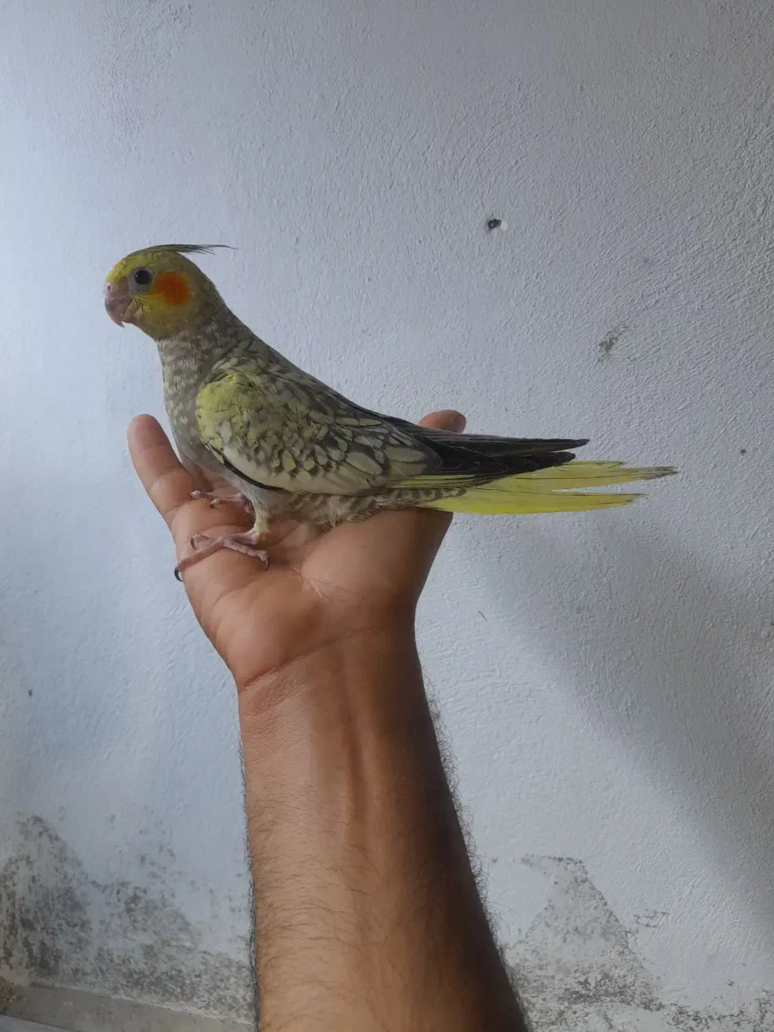 جوجه عروس هلندی دونخور ..طوطی گرینچیک|پرنده|قشم, |دیوار