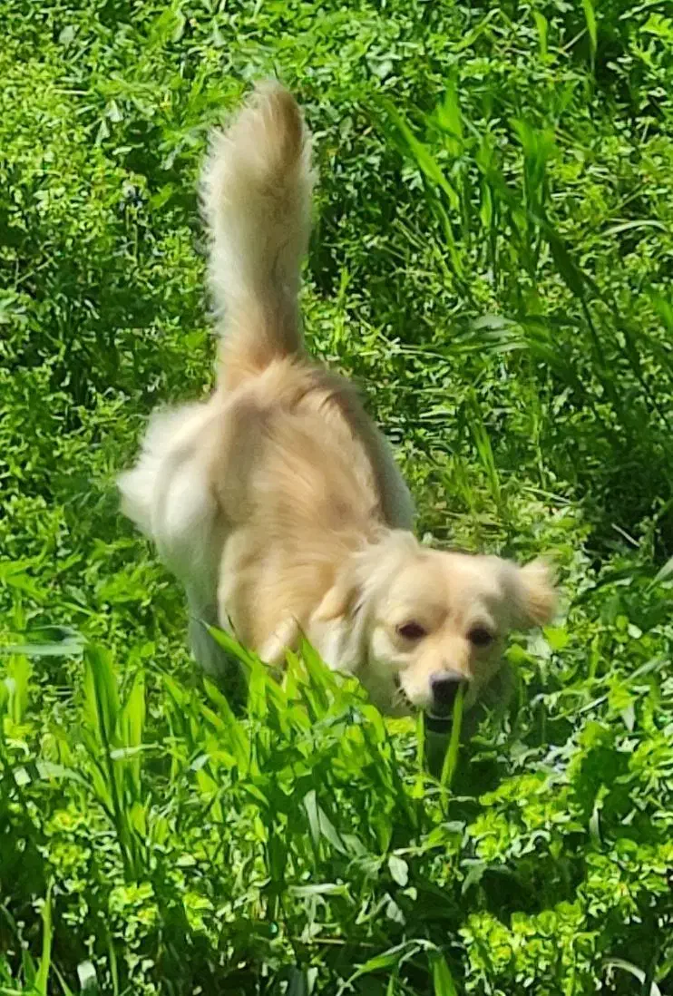 واگذاری اشپیتز گلدن|سگ|اصفهان, خوراسگان|دیوار