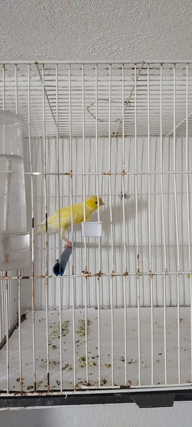 قناری نر|پرنده|رشت, بازار|دیوار