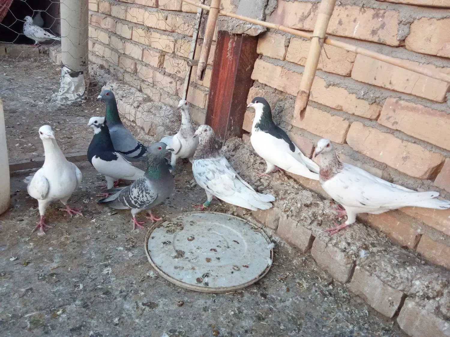 8عدد کفتر|پرنده|اسفرورین, |دیوار