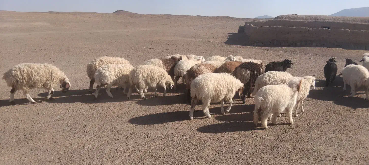 بره و بزغاله چاق سبک|حیوانات مزرعه|قائن, |دیوار