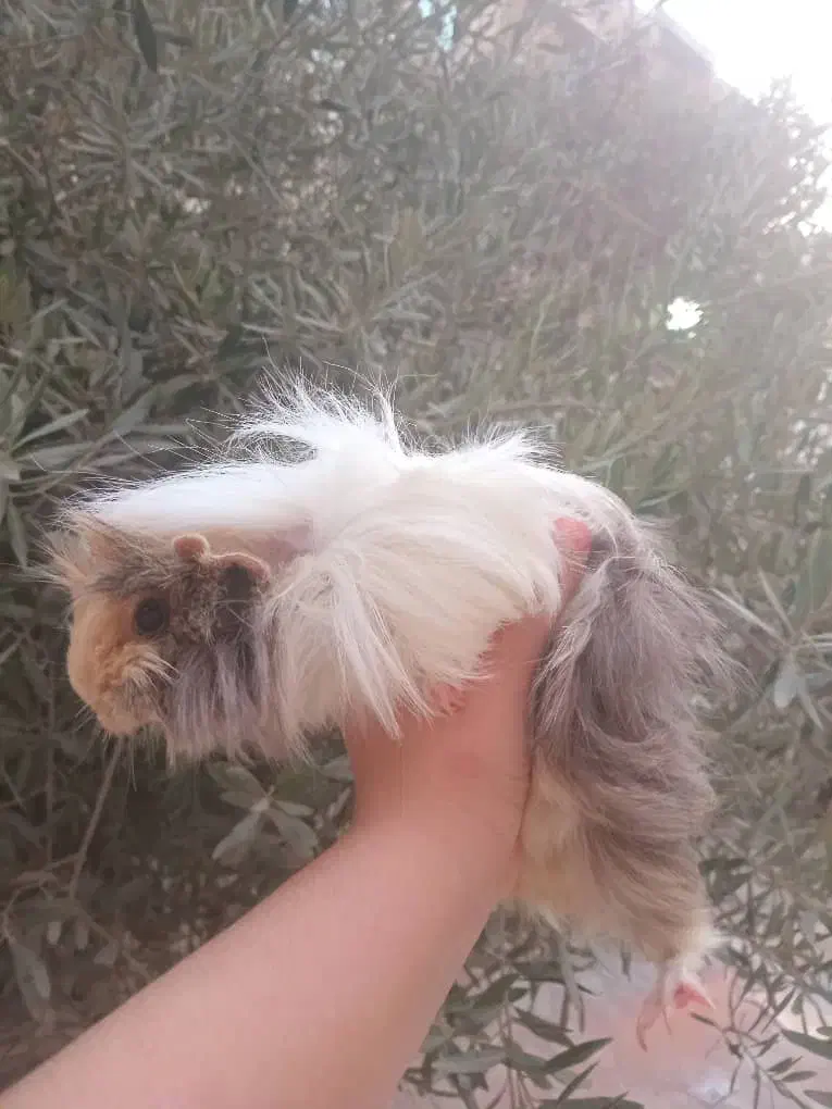 خوکچه هندی ماده|موش و خرگوش|تهران, ابوذر|دیوار