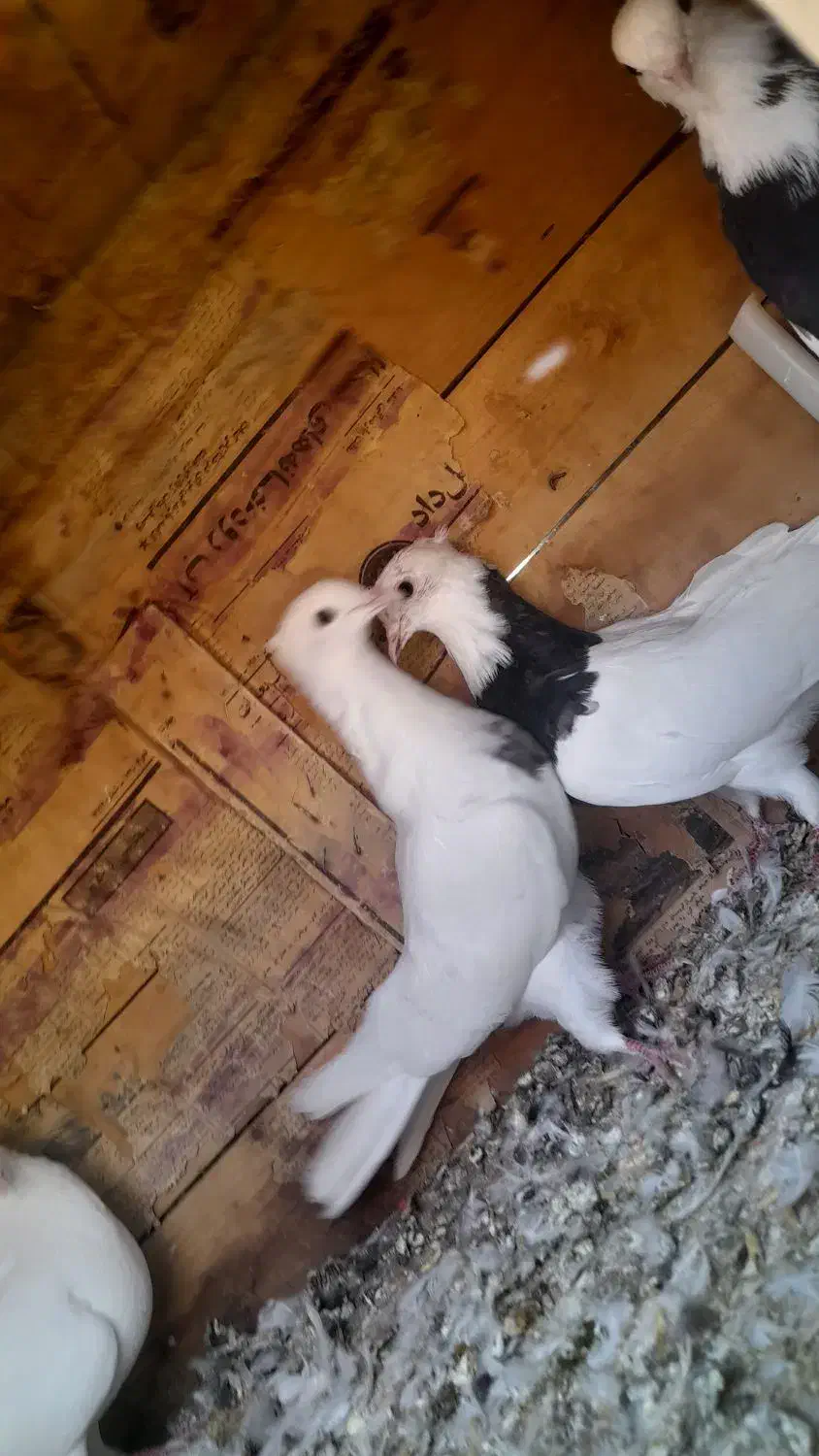 سه عدد کبوتر|پرنده|بیلوار, |دیوار