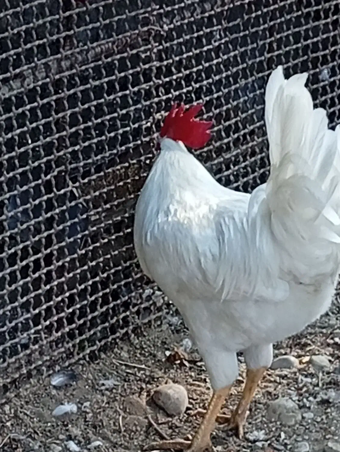 پرنده|پرنده|میناب, |دیوار