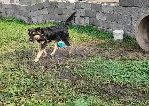 ژرمن اصیل چهار ماه موبلند|سگ|رشت, یخسازی|دیوار