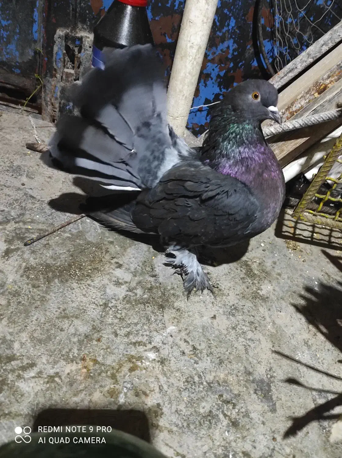 کبوتر دم چطری|پرنده|رشت, باهنر|دیوار