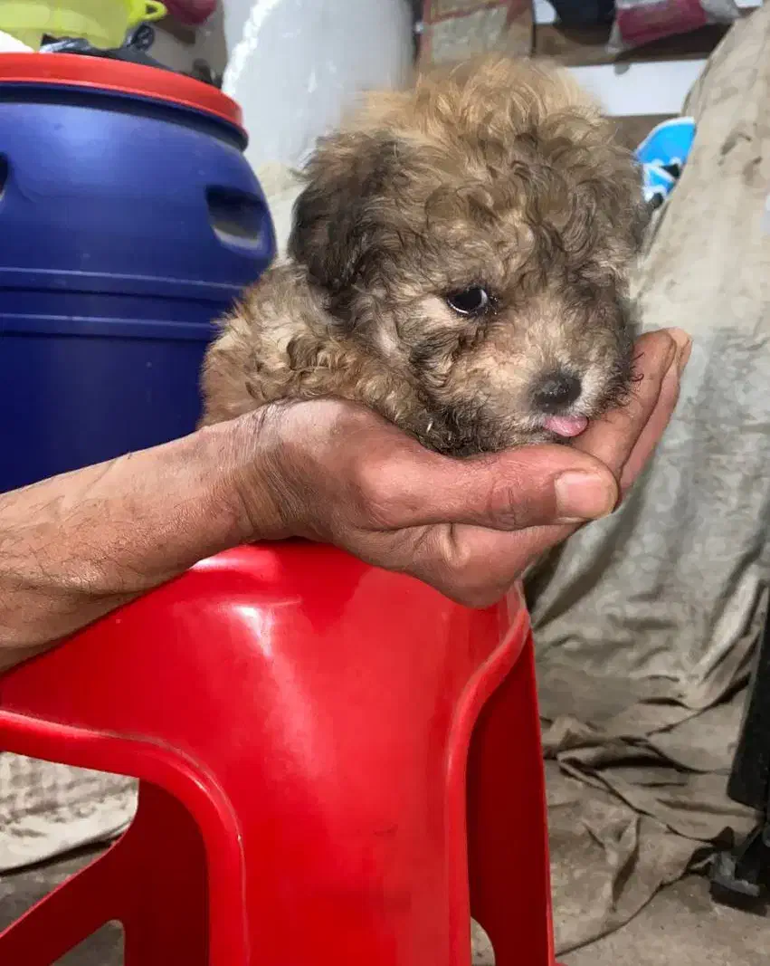 توله سگ زیبا|سگ|سنگر, |دیوار