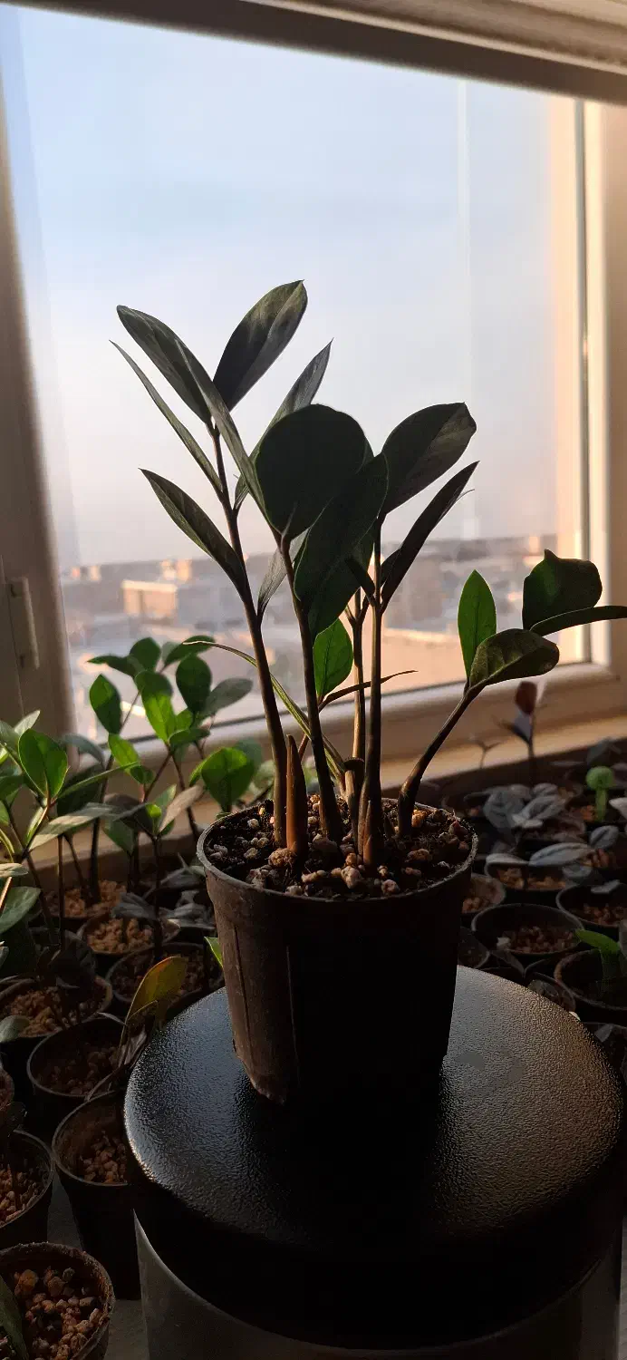 زاموفیلیا|گل و گیاه طبیعی|شیروان (خراسان), |دیوار