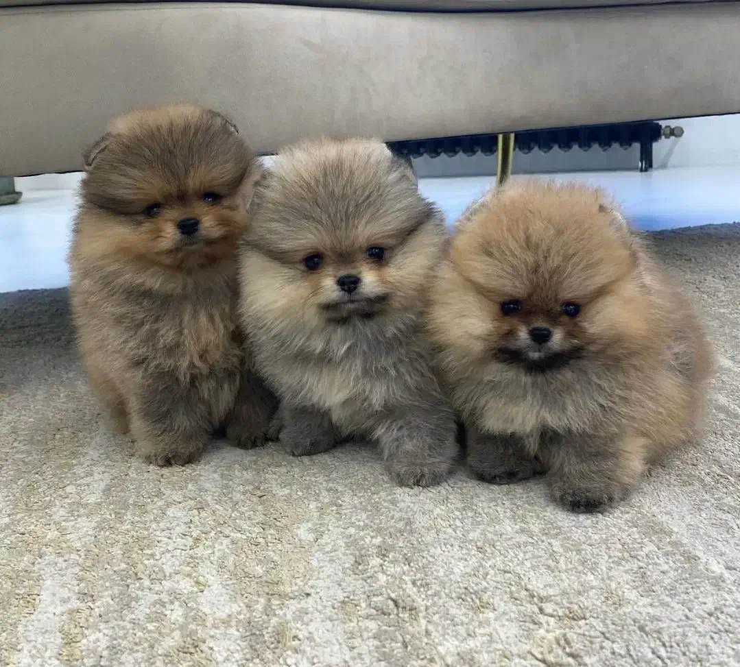 مینیاتوری خرسی|سگ|تهران, شهرک آزمایش|دیوار