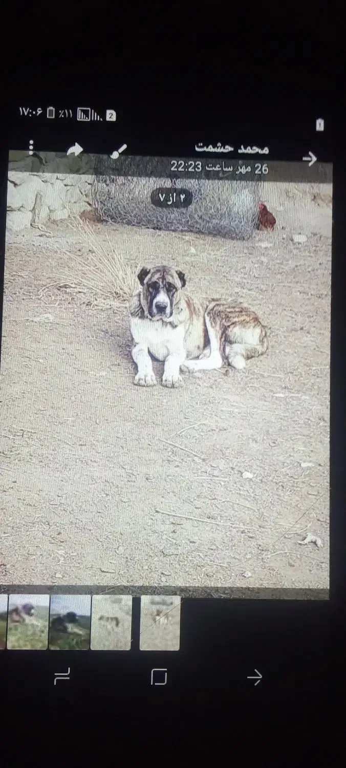 این‌دزدهشده|حیوانات|سلامی, |دیوار