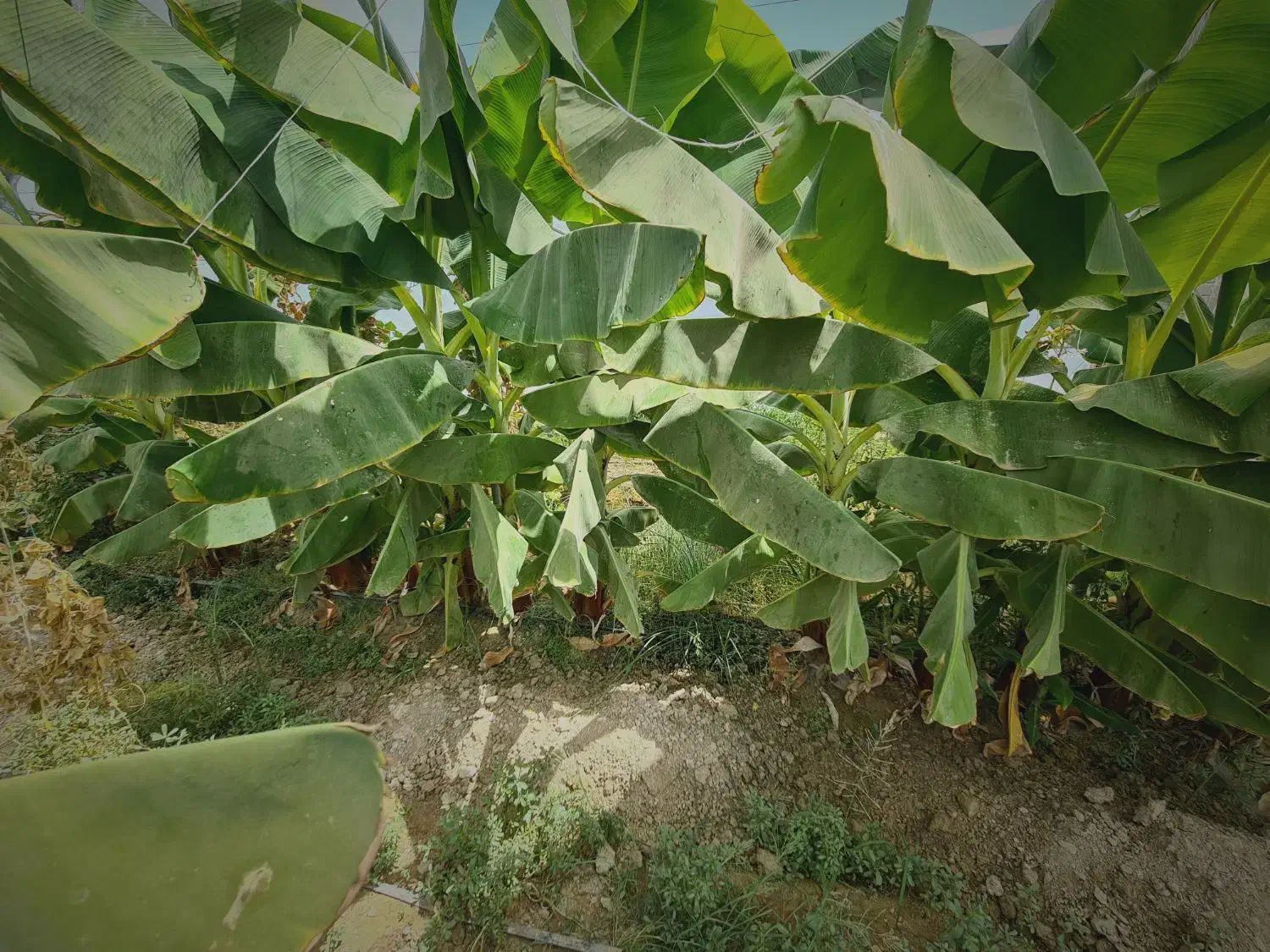 پاجوش موز|خدمات باغبانی و درختکاری|سراوان, |دیوار