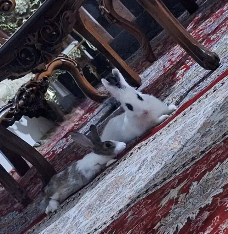 واگذاری خرگوش|موش و خرگوش|تبریز, |دیوار