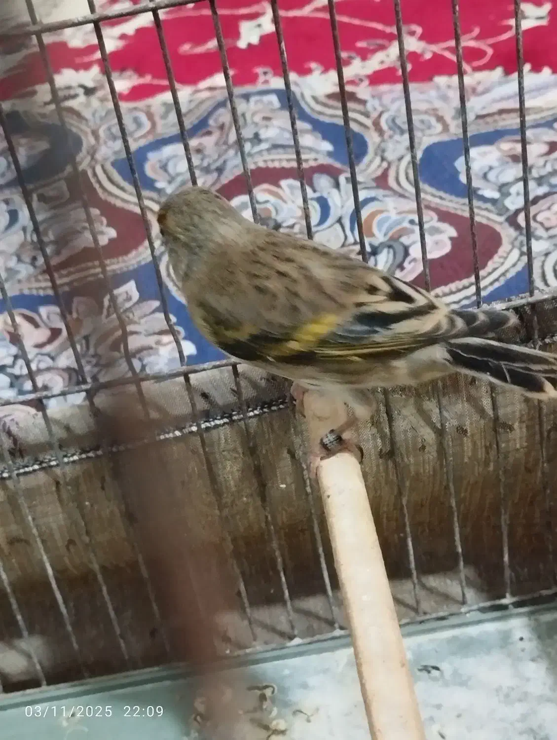 سهره قناری|پرنده|بهار, |دیوار