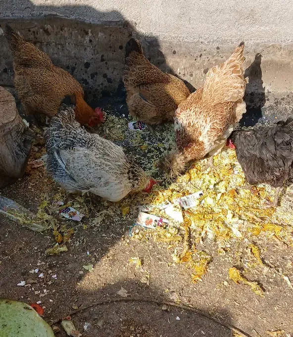 مرغ|حیوانات مزرعه|مشهد, شهید قربانی|دیوار