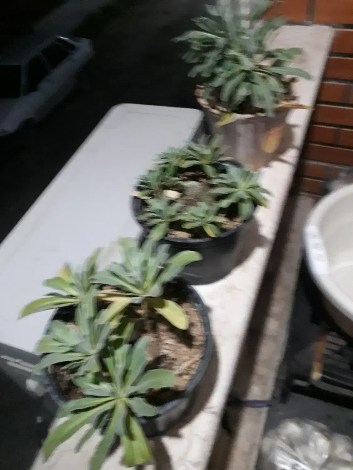 گل ساختمان|گل و گیاه طبیعی|خوش‌رودپی, |دیوار