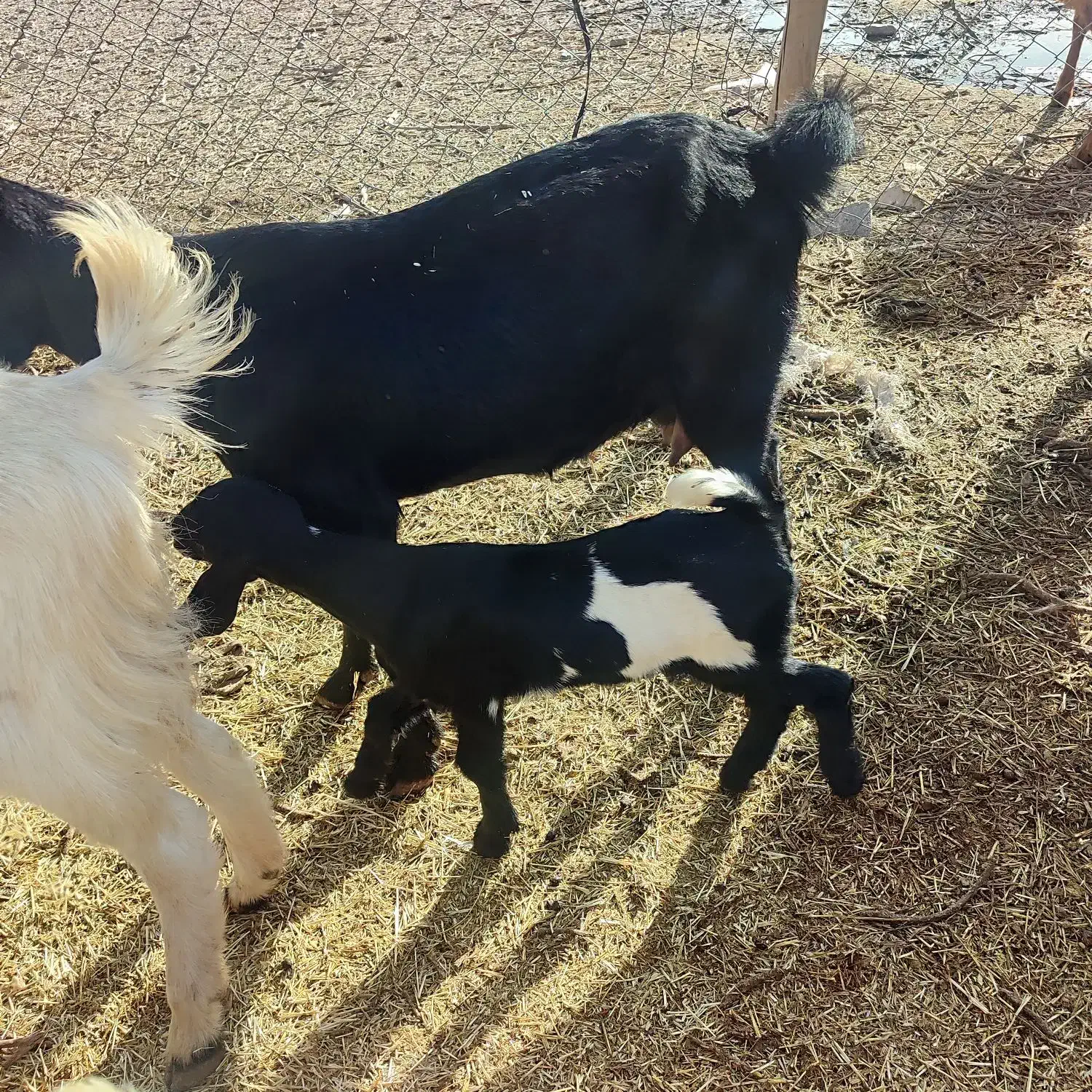 بز دورگ|حیوانات مزرعه|زیرکوه, |دیوار