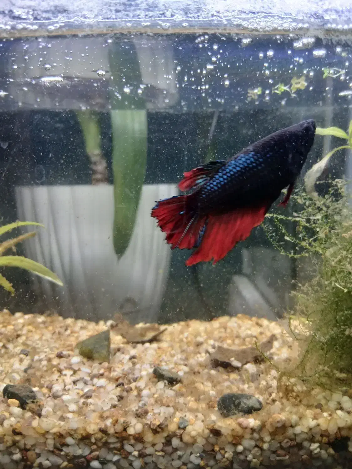 ماهی فایتر و آکواریوم|ماهی|تبریز, |دیوار