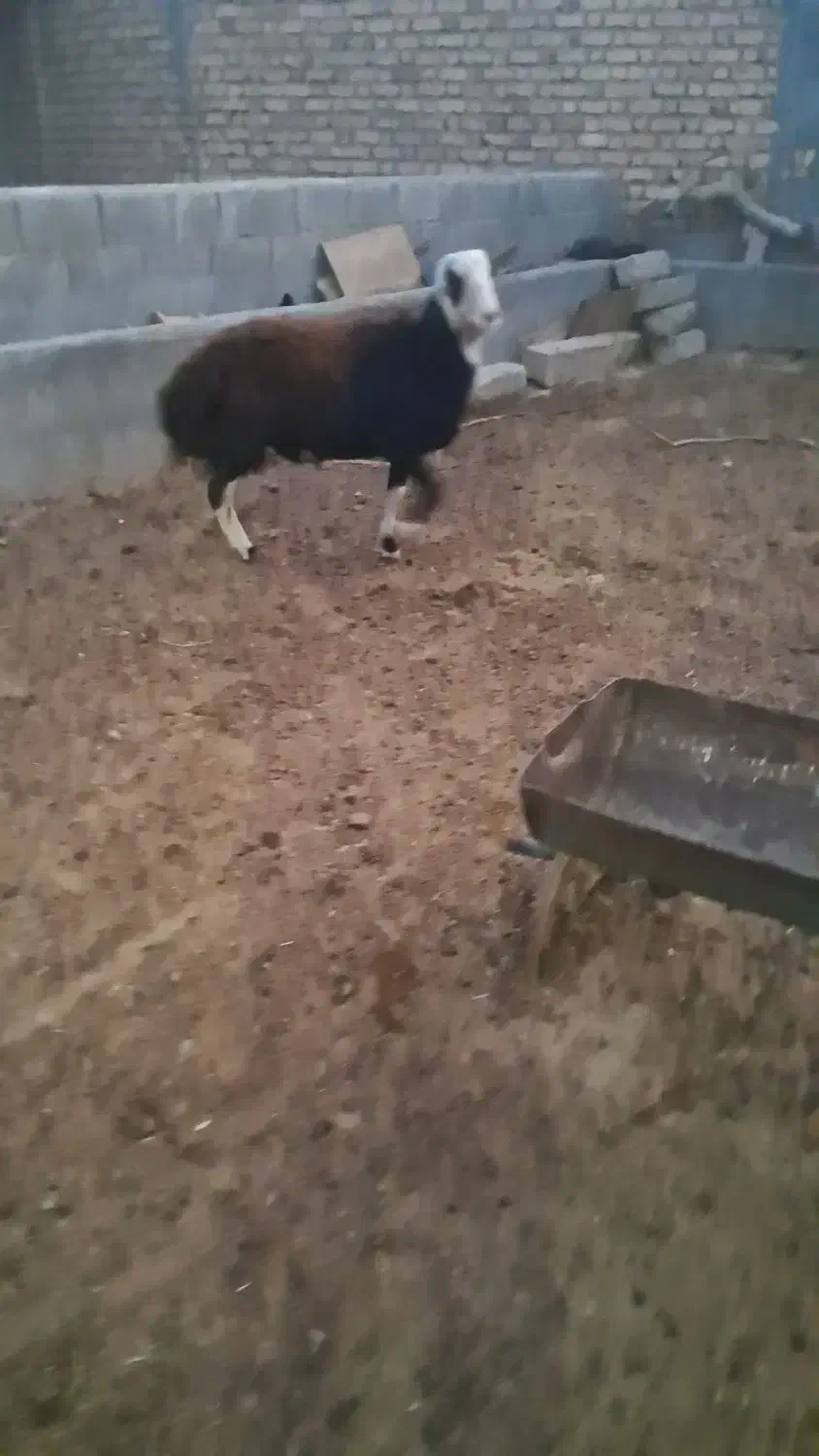 بره قوچ|حیوانات مزرعه|فریمان, |دیوار