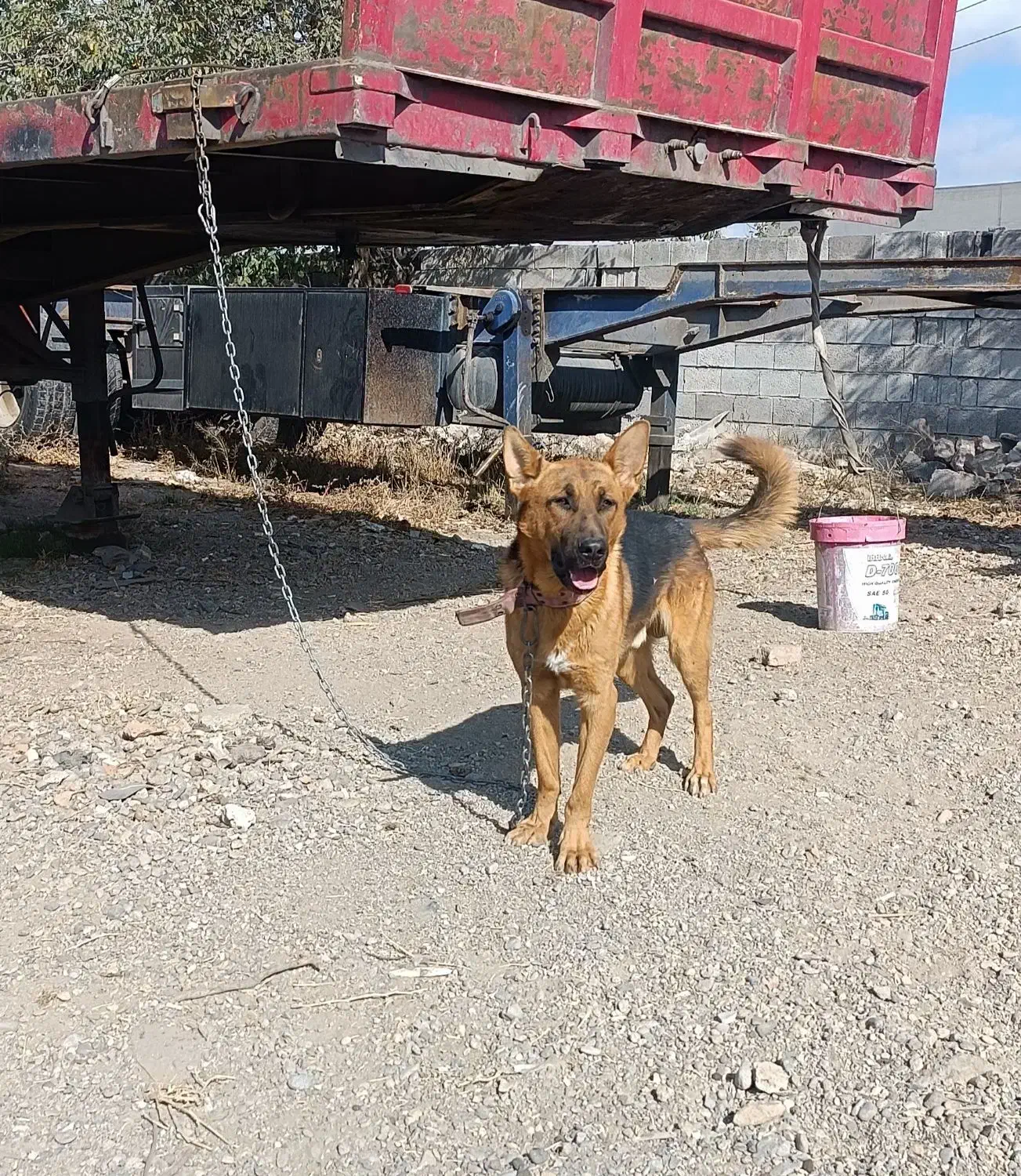 سگ گرگی نژاد ژرمن|سگ|اردبیل, |دیوار