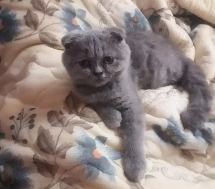 گربه اسکاتیش|گربه|کرمان, |دیوار