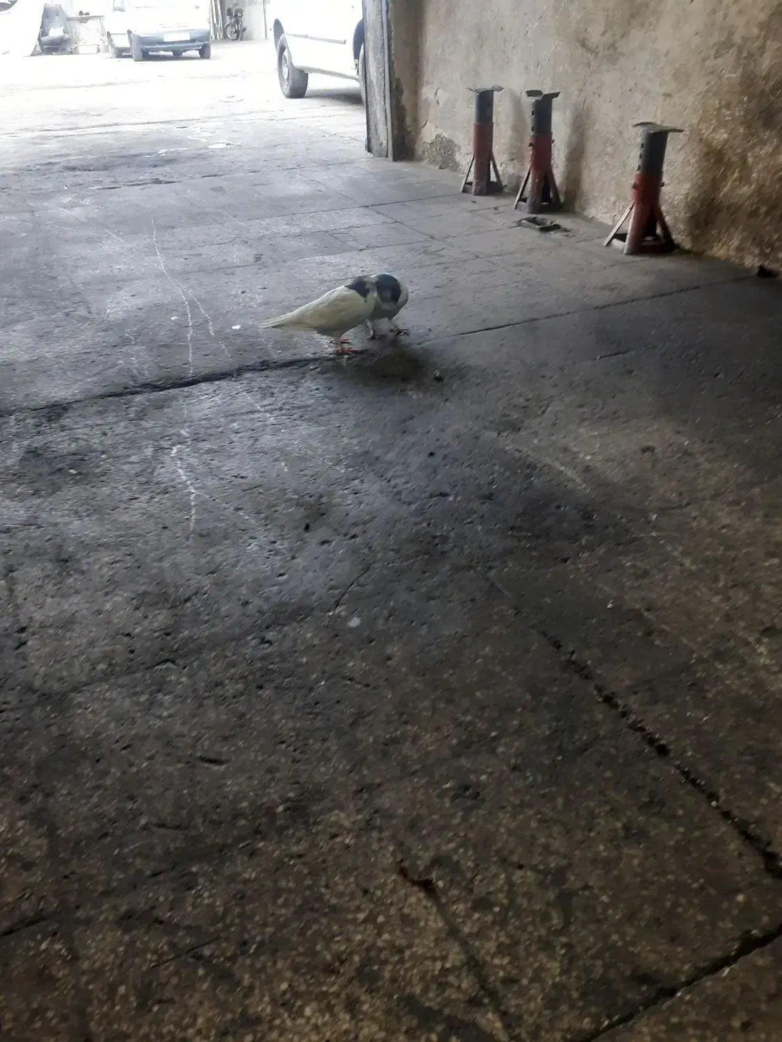 سلام|پرنده|تهران, صاحب الزمان|دیوار