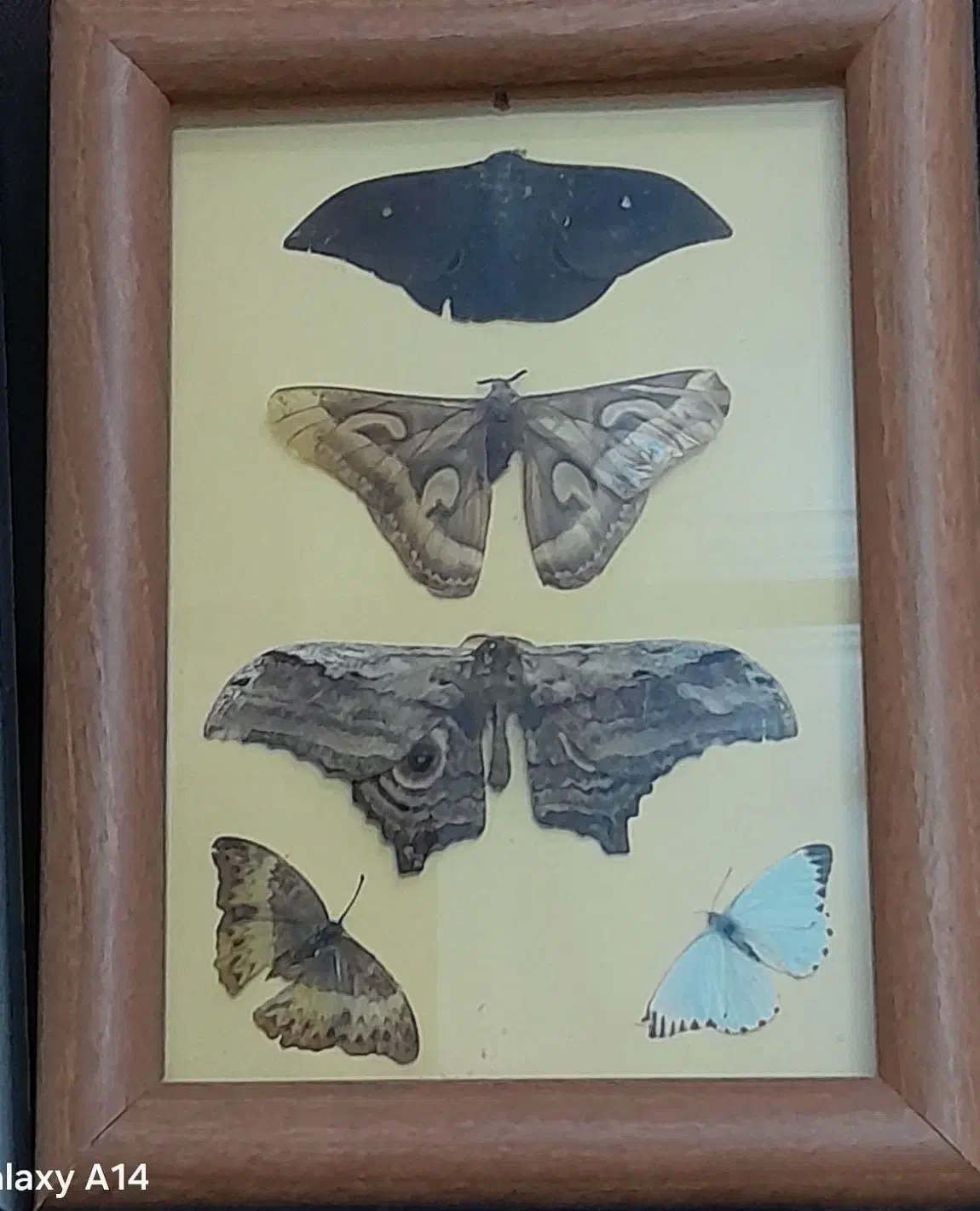 تابلو|تابلو، نقاشی، عکس|رشت, کوی غلام نیا|دیوار