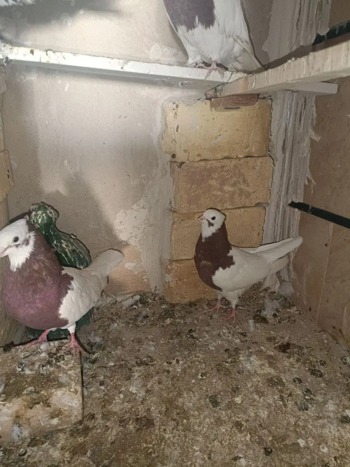 فروش تعدادی طوقی و یک عدد هفت رنگ|پرنده|تاکستان, |دیوار