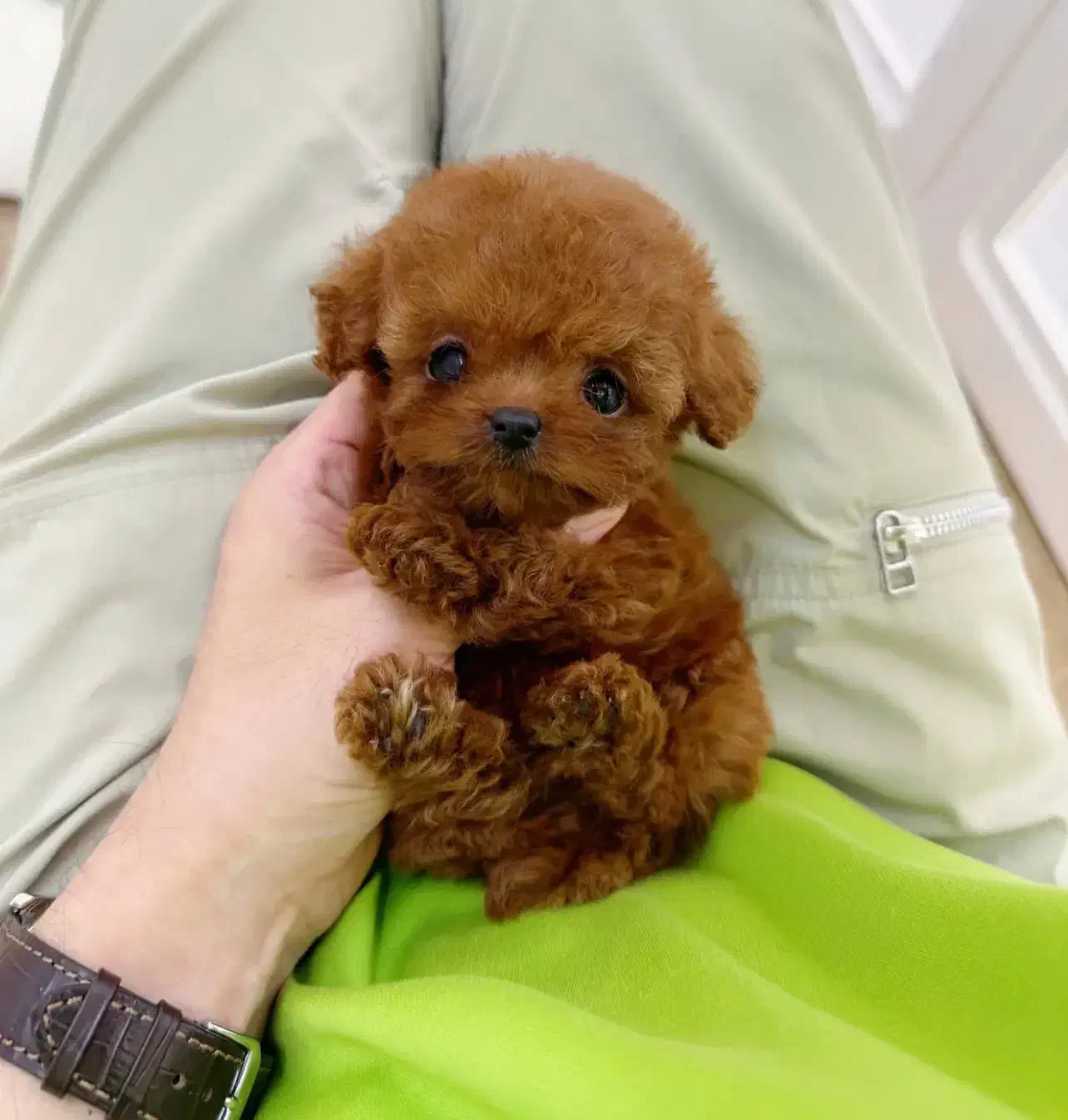 فانتزی|سگ|زاهدان, |دیوار