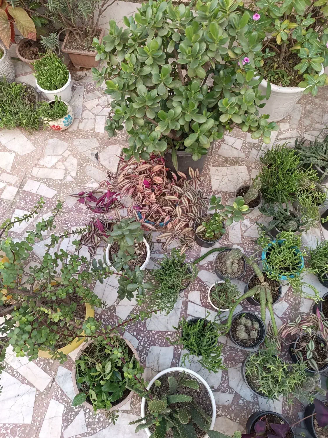 گل و گیاه آپارتمانی|گل و گیاه طبیعی|لاهیجان, کوی آزادگان|دیوار