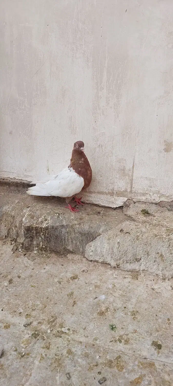 نر سینه قهوه ای|پرنده|قم, چهل اختران|دیوار