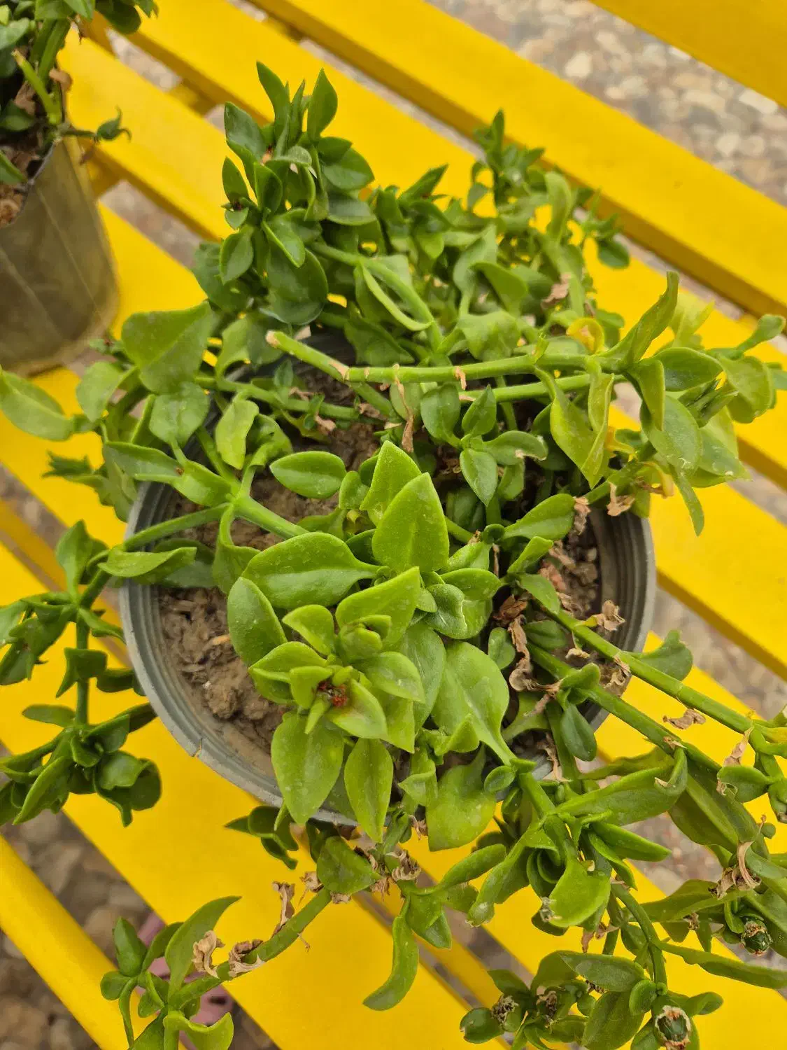 گلدان طبیعی سلامت و شاداب|گل و گیاه طبیعی|تهران, سهروردی|دیوار