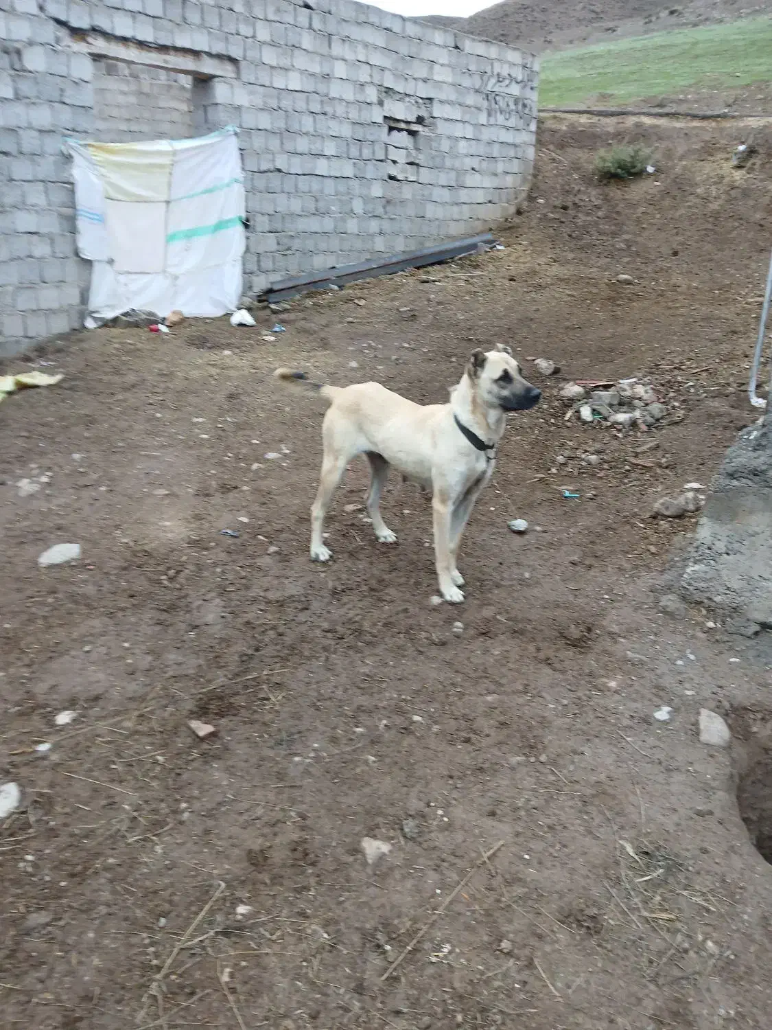 سگ‌سرابی|سگ|اردبیل, |دیوار