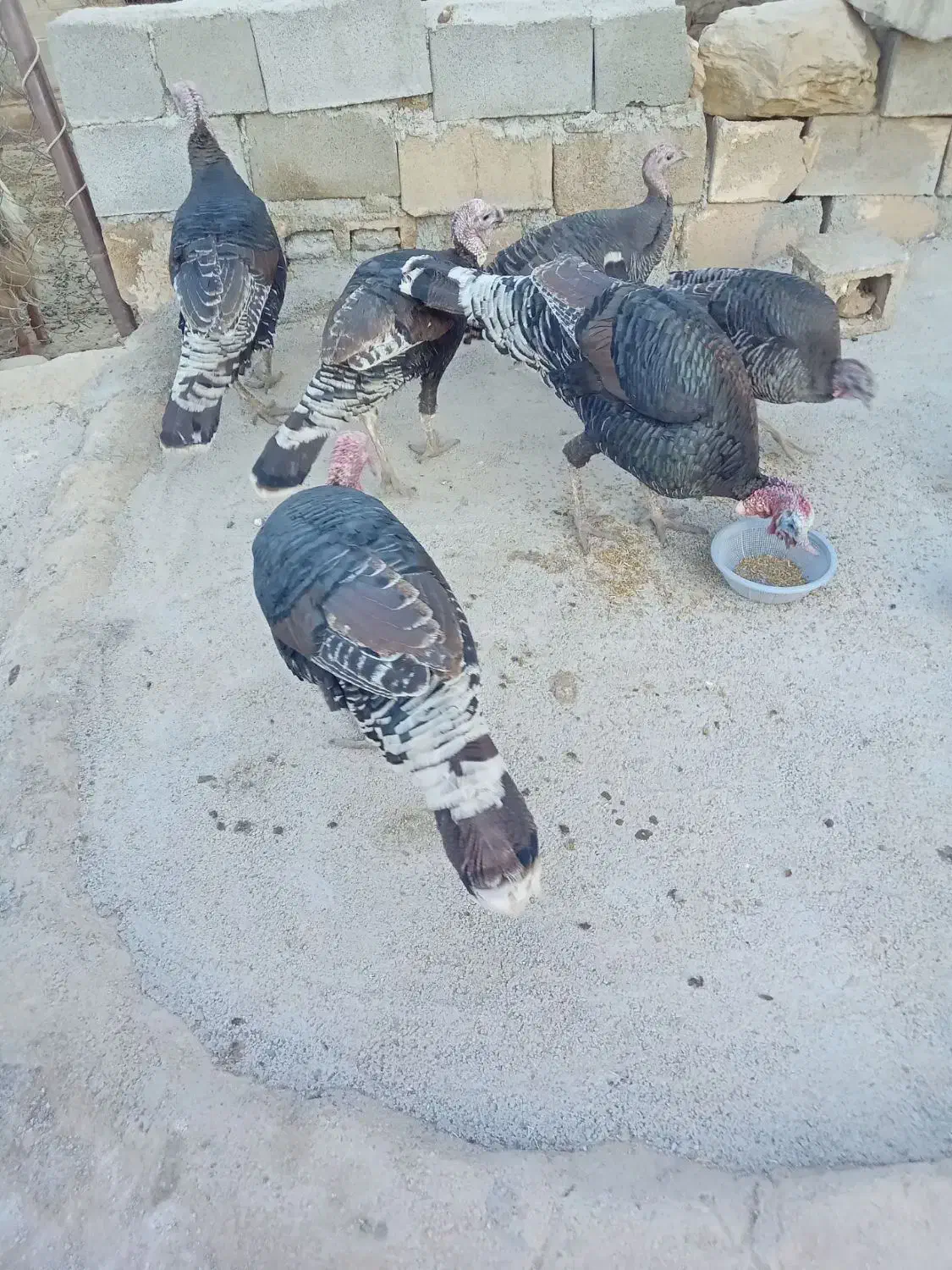 بوقلمون نر و ماده|حیوانات مزرعه|ایذه, |دیوار