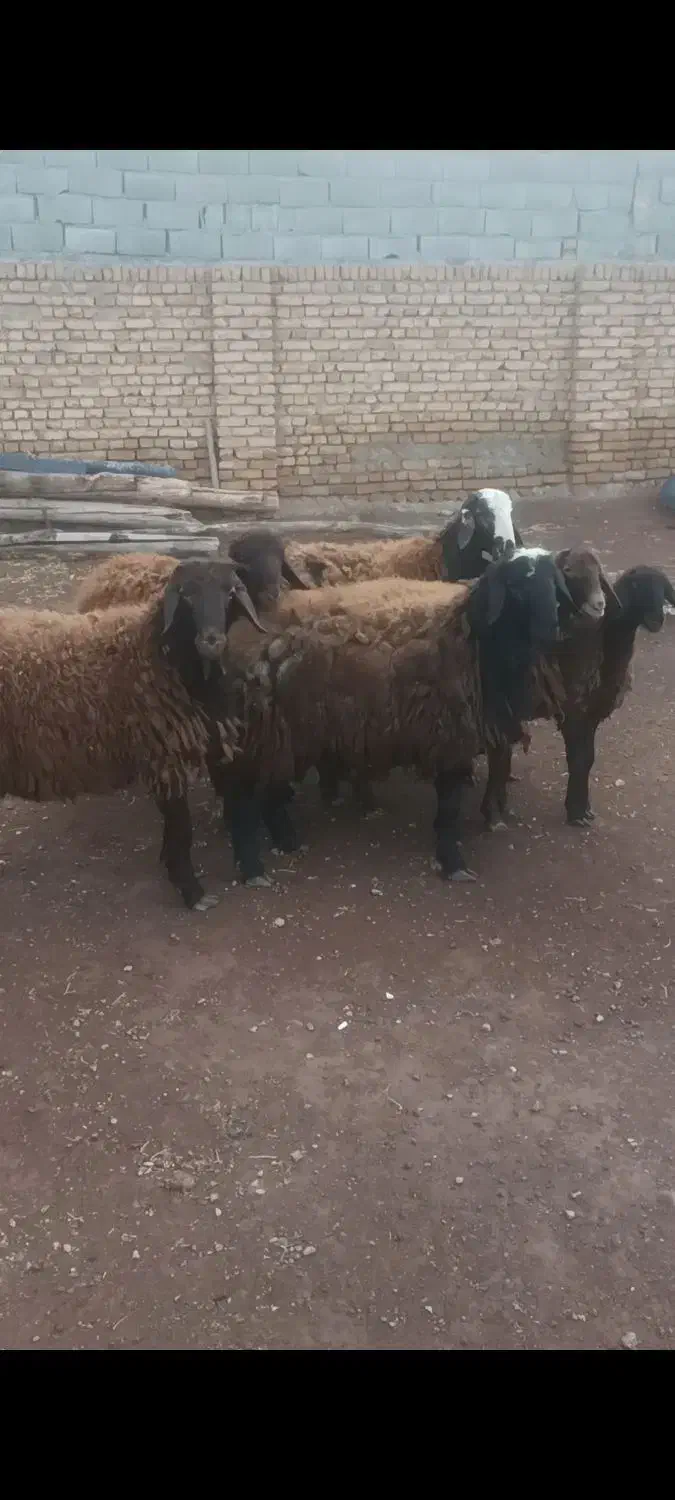 بره هترو|حیوانات مزرعه|تربتحیدریه, طالقانی|دیوار