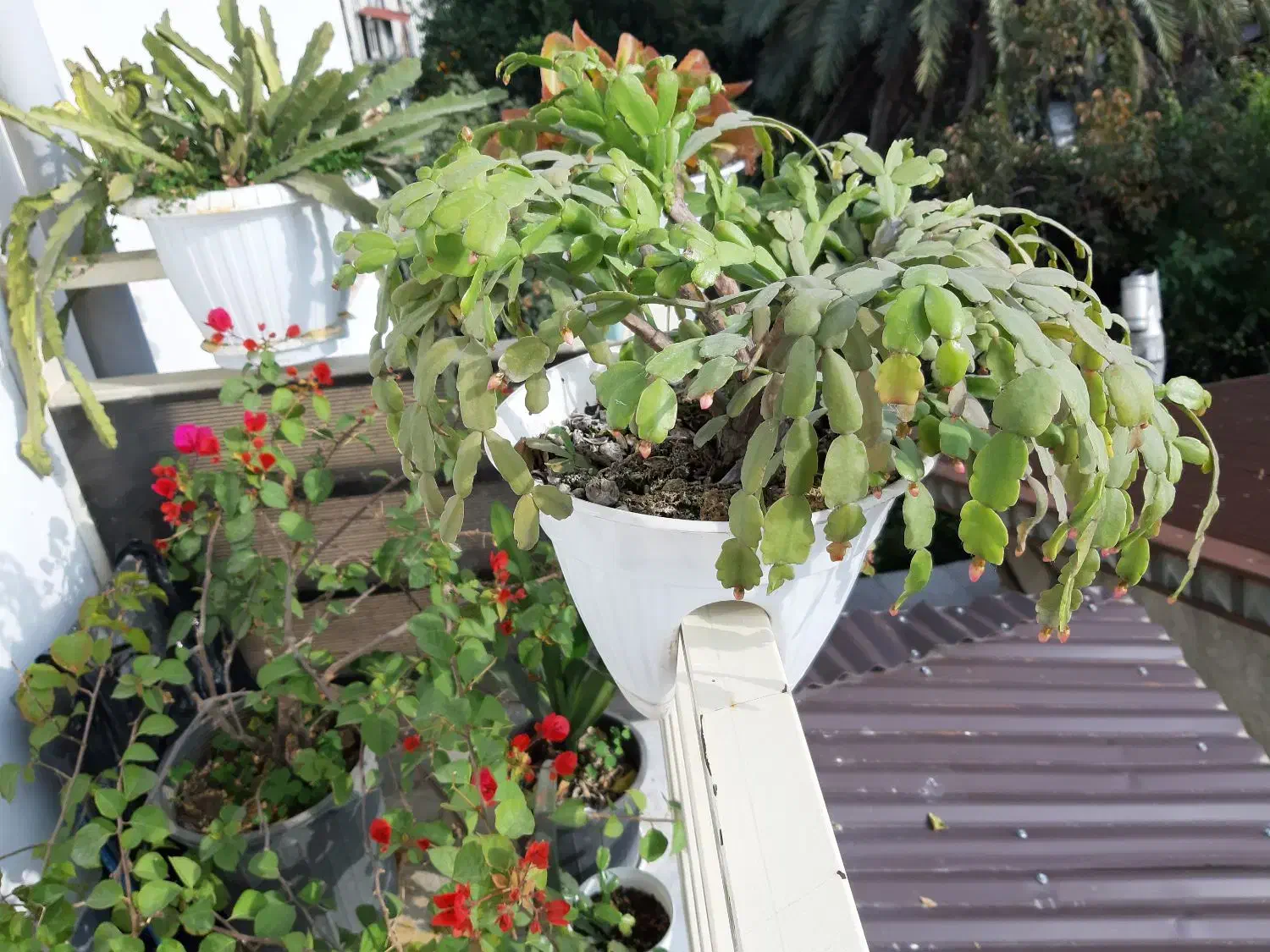 فروش گل های آپارتمانی وبیرونی|گل و گیاه طبیعی|تنکابن, |دیوار