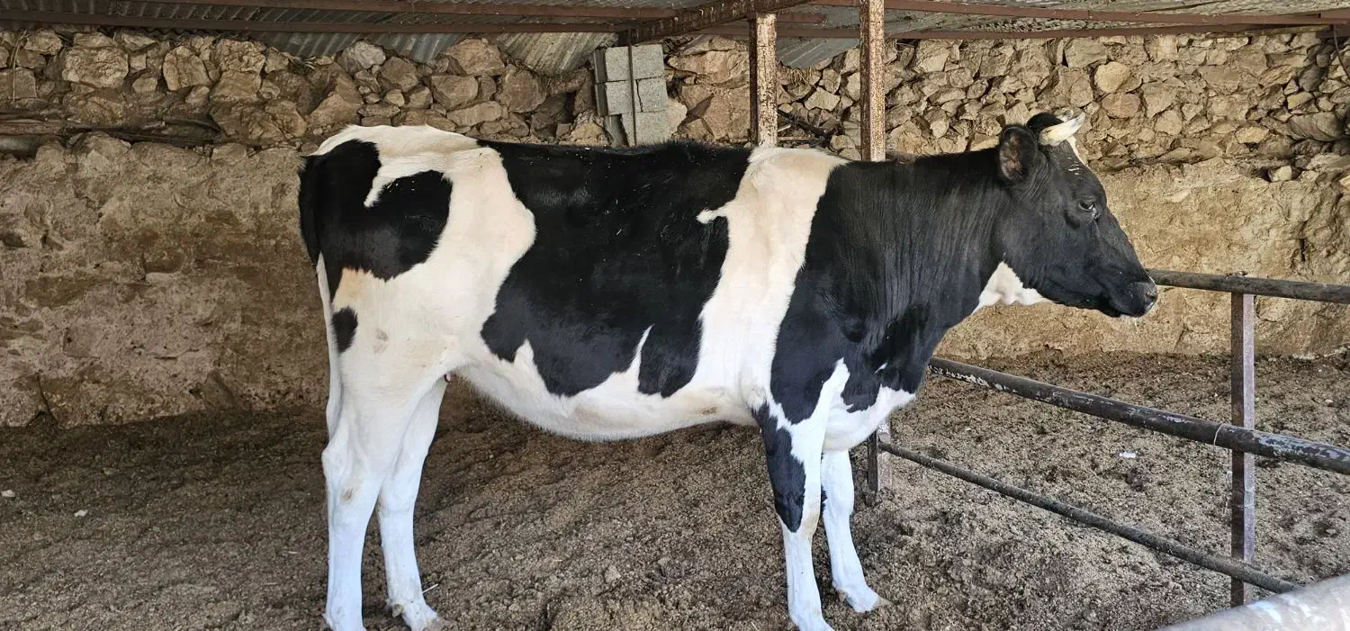 گاو نوبر|حیوانات مزرعه|شیراز, کرونی(خاتونک)|دیوار