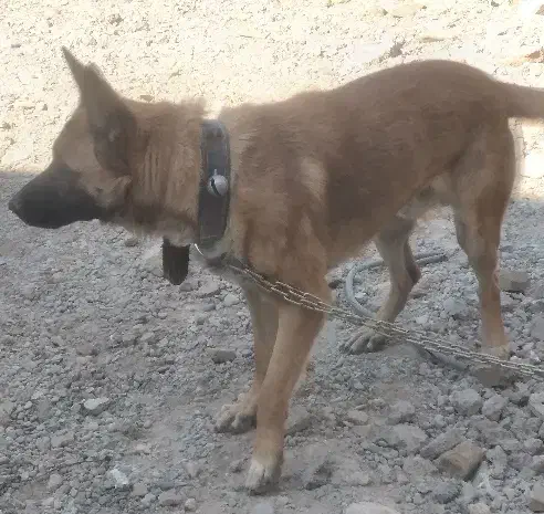 سگ ژرمن|سگ|پاکدشت, پاکدشت (مامازند)|دیوار