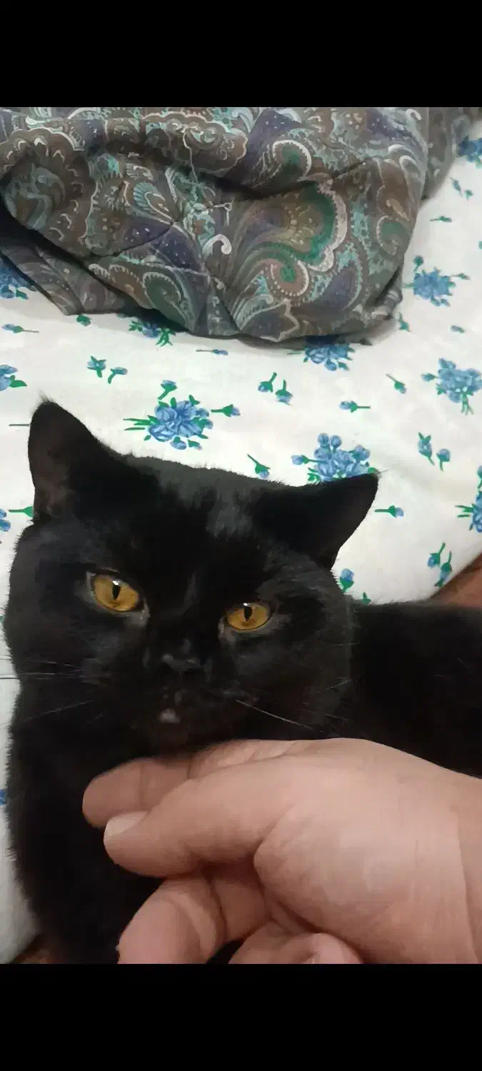 اسکاتیش مشکی|گربه|گرگان, |دیوار