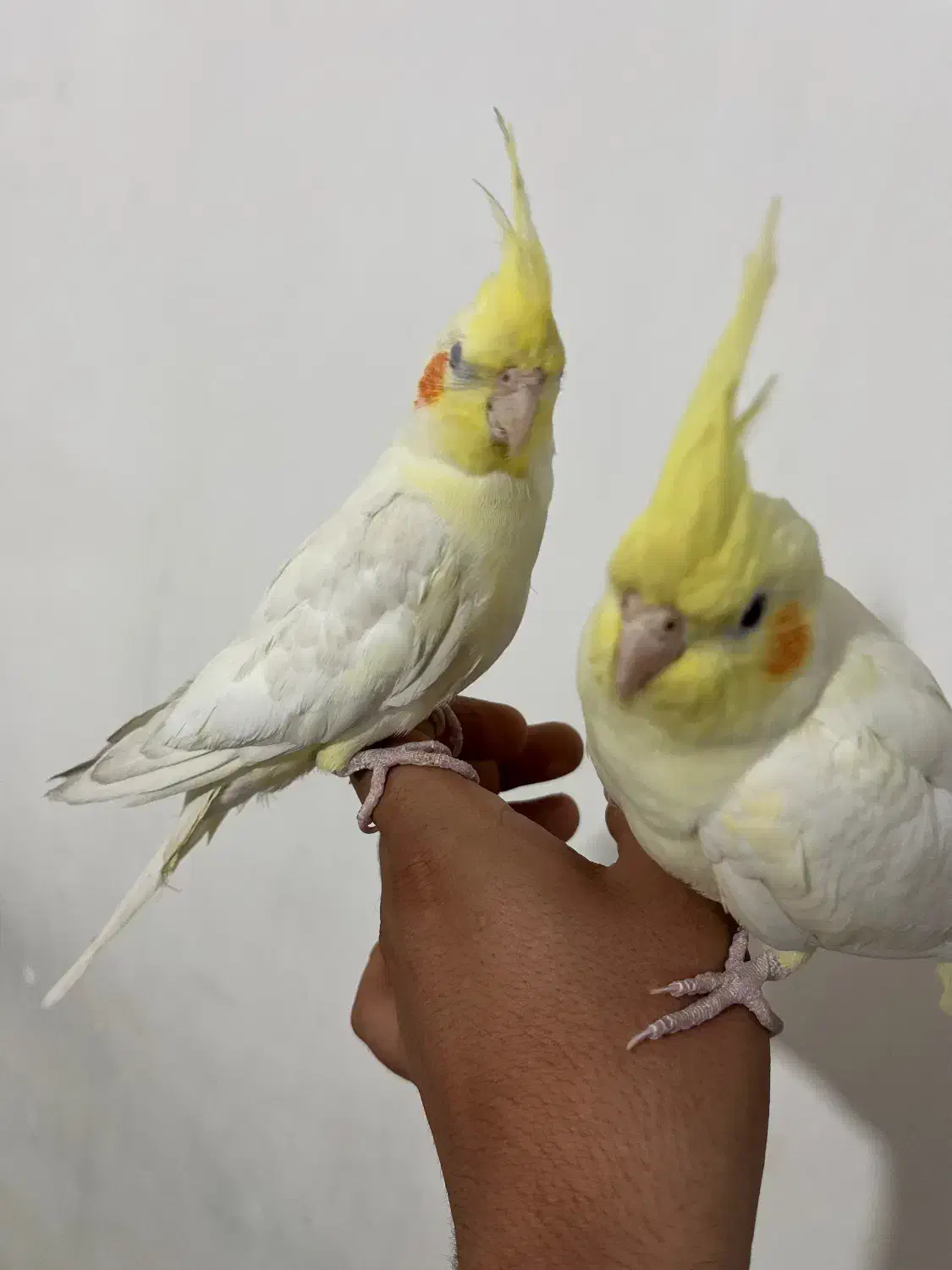 یه جفت عروس هلندی|پرنده|ایذه, |دیوار