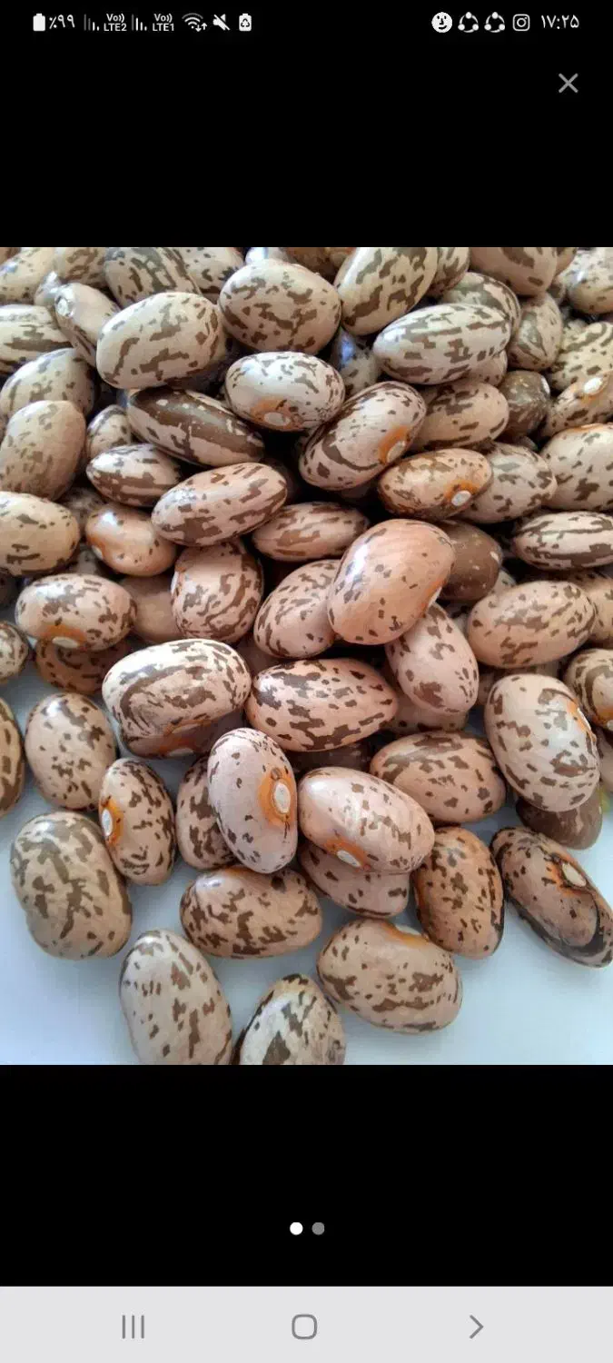 لوبیا چیتی ارتشی|خوردنی و آشامیدنی|اهواز, بهارستان|دیوار