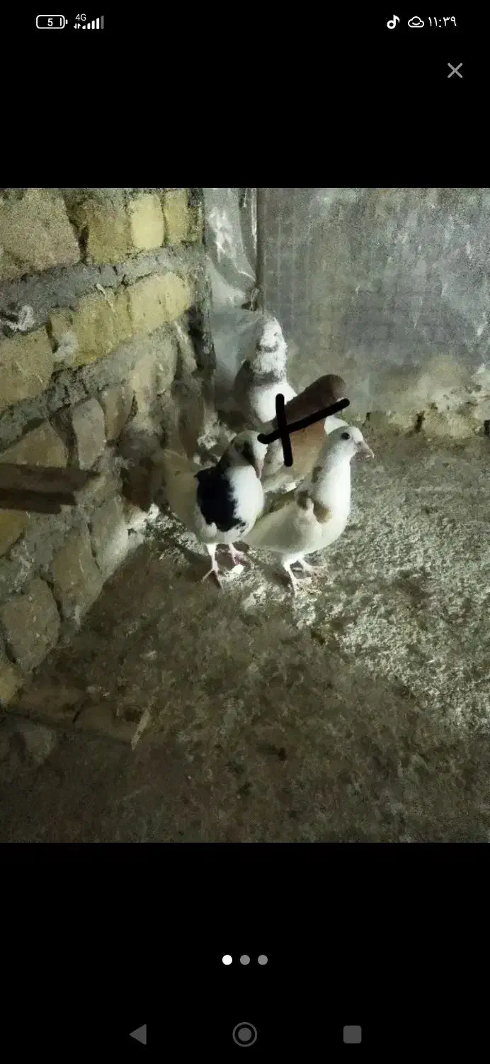 3تاش باهم 400|پرنده|شیروان (خراسان), |دیوار